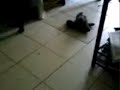 kilsi jugando al jinete con su peluche