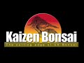 Inspiration for Creating Beautiful Bonsai Trees