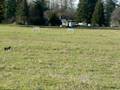 videos de Sheep Herding - Turning the post
