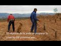 Trucos para una buena poda de viña