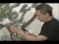 Bonsai - Foreigners Special - Part 1 of 3