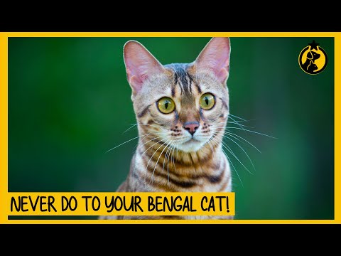 10 Things You Must Never Do to Your Bengal Cat