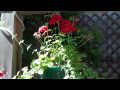 Flip Video Test: Garden Tour