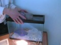 CRIBS: My Exotic Pet Collection