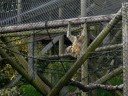 Gibbons