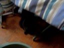 Mari - Para adoção - Toca dos Gatinhos