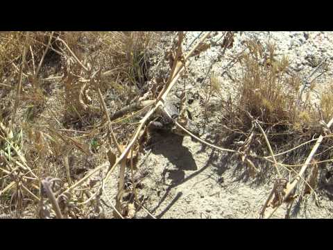 how to harvest iguana eggs