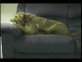 You Can't Fix Stupid Animals
