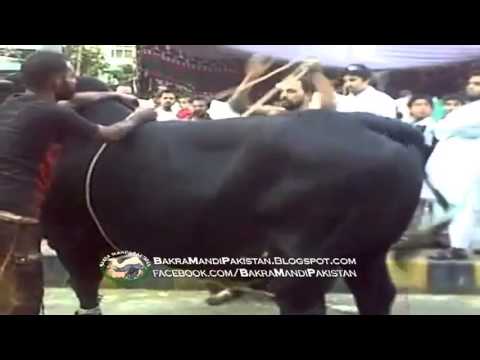 bakra eid qurbani 2011 - Thanks for Watching Subscribe https://www.youtube.com/user/BakraMandiPakistan Facebook: https://www.youtube.com/user/BakraMandiPakistan Bakra Mandi Pakistan ...