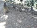 AYUBIA MURREE PAKISTAN
