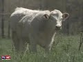 Inhumane Feed Lot Beef vs Humane Grass Fed Beef