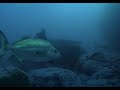 spearfishing.html