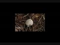trabalho-de-biologia-reprodu-o-dos-fungos-.html