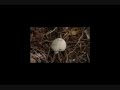 Trabalho de Biologia - Reprodução dos Fungos