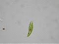 Euglena (the extended version)