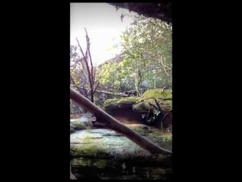 See video