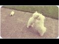 CRAZY DOG FIGHT!