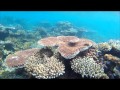 Click to View : Konservasi Sumber Daya Kelautan Pulau Mangkai Kepri