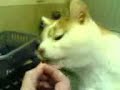 Cat eats marmite Cat eats marmite