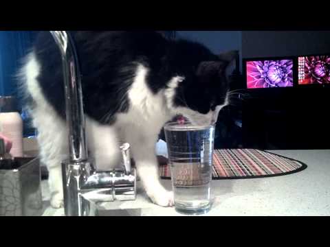 Cute Kitty Cat with a Drinking Problem