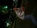 videos de Dancing on the streets of Downtown