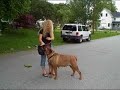 Suzan of Dext-Orr Bullmastiffs working Ruby Rag-Doll