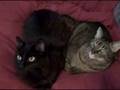 videos de KIWI AND TIGGER