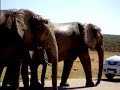 Addo Elephant Park