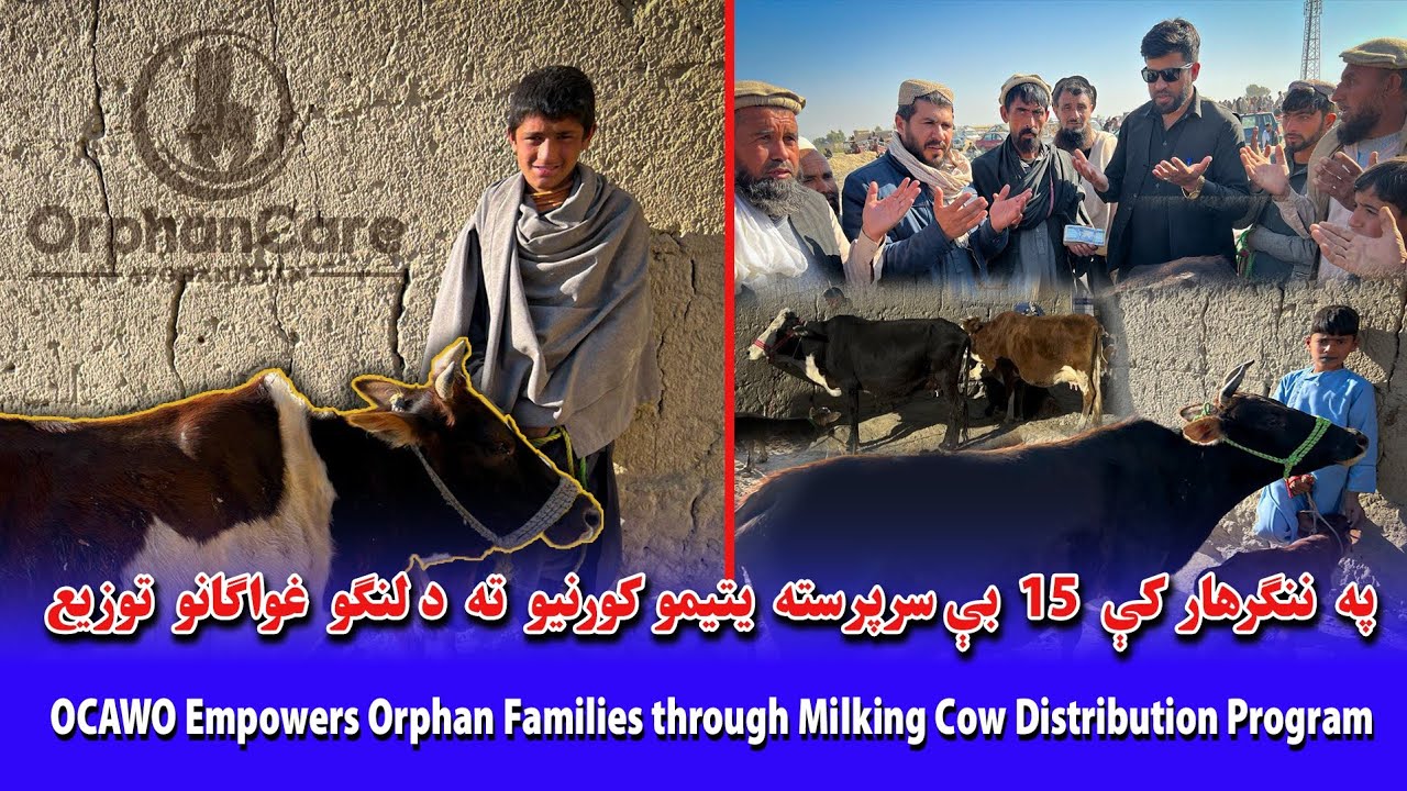 OCAWO Empowers Orphan Families through Milking Cow Distribution Program