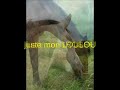 poney tiska poney tiska