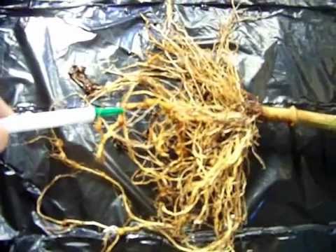 how to isolate nematodes from soil