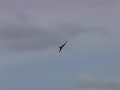 Model jet crashes and burns
