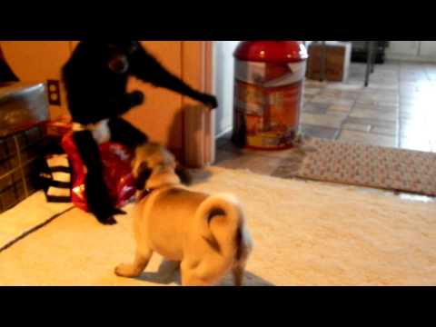 Puppy VS Monkey