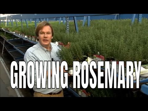 how to care rosemary plant