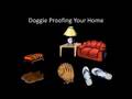 dog bored chewing