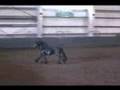 Friesian Stallion 2008