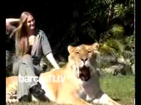 tiger liger