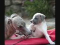 whippet Diluée  de la vallée des whippets 0001