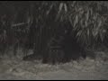 Racoons humping...