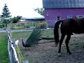 paon-22-7-2007.wmv