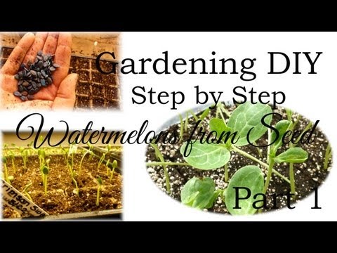 how to harvest watermelon seeds