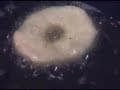 HOW 2 MAKE A DONUT
