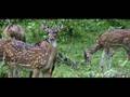 parambikulam wildlife scantuary