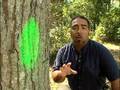 videos de Louisiana Farm Bureau: Arborists in Baton Rouge