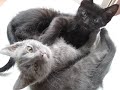 kitty care
