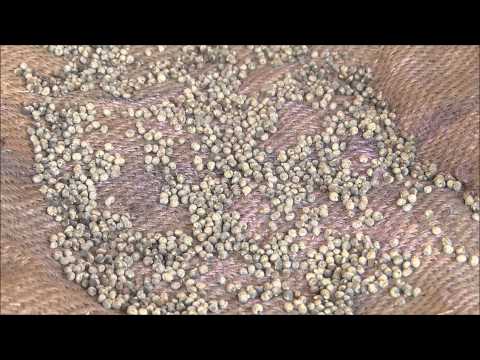 how to fertilize okra