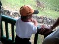 memberi makan kijang n rusa