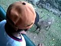 memberi makan kijang n rusa