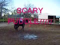 Flicka & the Puddle: Confidence! Flicka & the Puddle: Confidence!