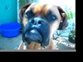 SNAGGLE TOOTHED OSCAR THE BOXER
